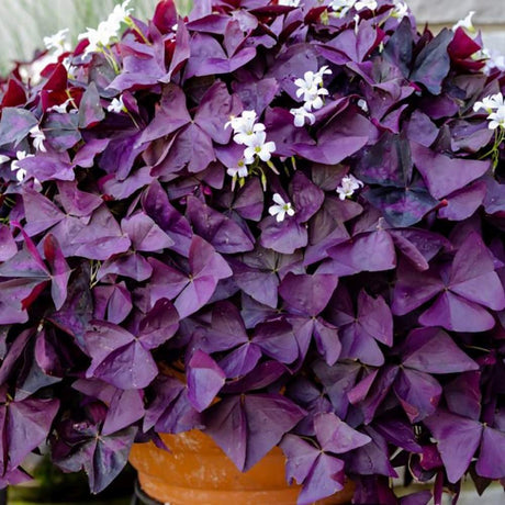 Trifoi Nobil Purpuriu (Oxalis triangularis)