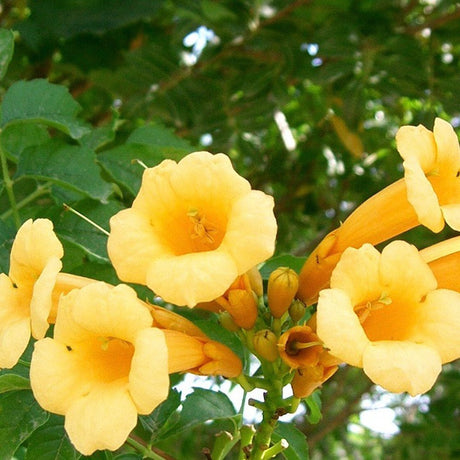 Trompeta Cataratoare, Luleaua turcului Flava, cu flori galbene