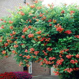 Trompeta Cataratoare, Luleaua turcului Radicans Stromboli, cu flori rosii