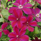 Clematis (Clematita) Westerplatte, cu flori rosii-violet Inchis, cataratoare