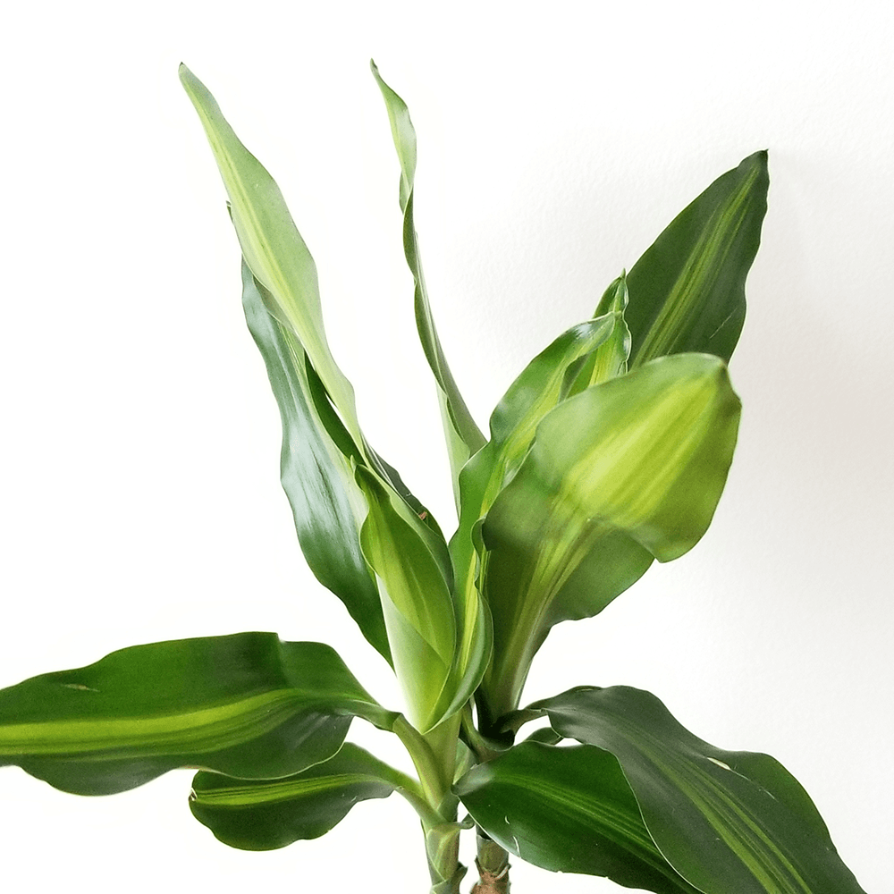 Trunchiul Fericirii (Dracena) Cintho, 3 Tulpini - 110-120 cm