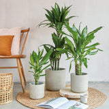 Trunchiul Fericirii (Dracena) Cintho, 3 Tulpini - 110-120 cm