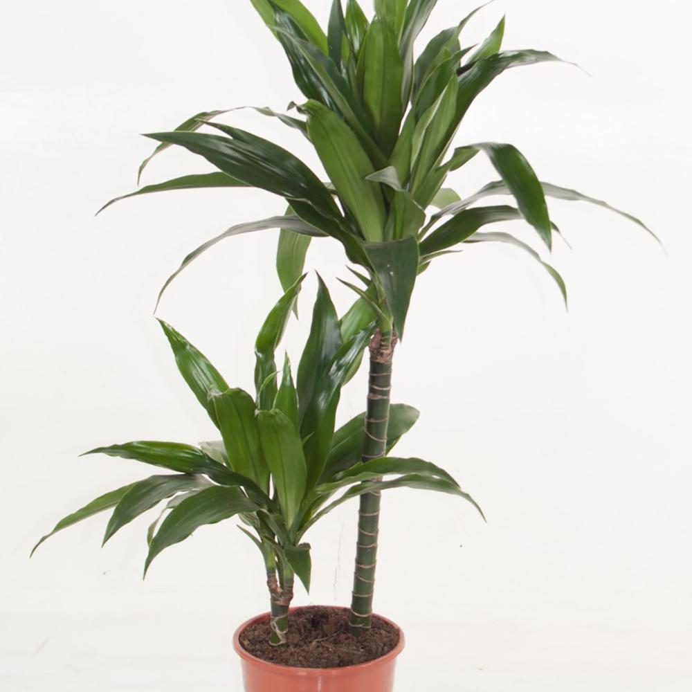 Trunchiul Fericirii (Dracena) Green Jewel - 45 cm
