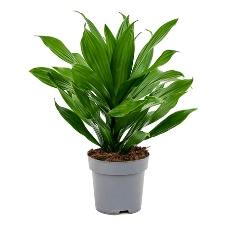 Trunchiul Fericirii (Dracena) Green Jewel - 45 cm