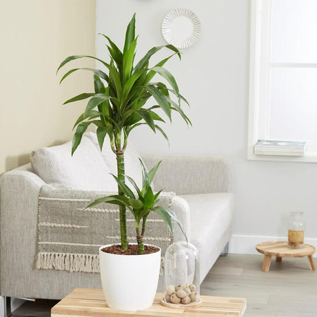 Trunchiul Fericirii (Dracena) Green Jewel - 45 cm