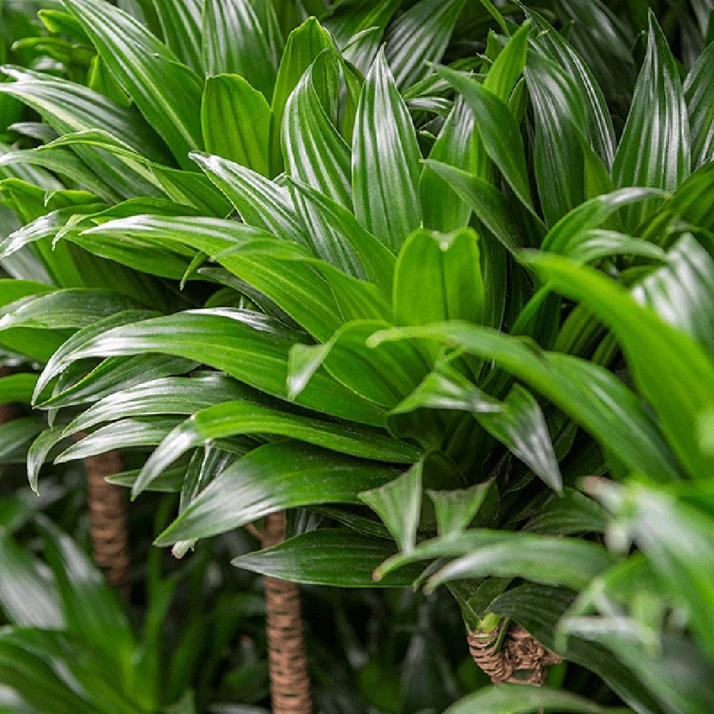 Trunchiul Fericirii (Dracena) Compacta - 160 cm