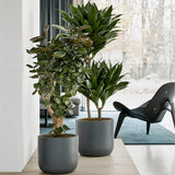 Trunchiul Fericirii (Dracena) Compacta - 160 cm