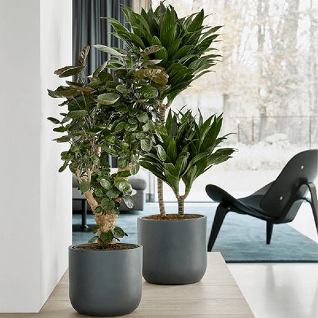 Trunchiul Fericirii (Dracena) Compacta - 160 cm