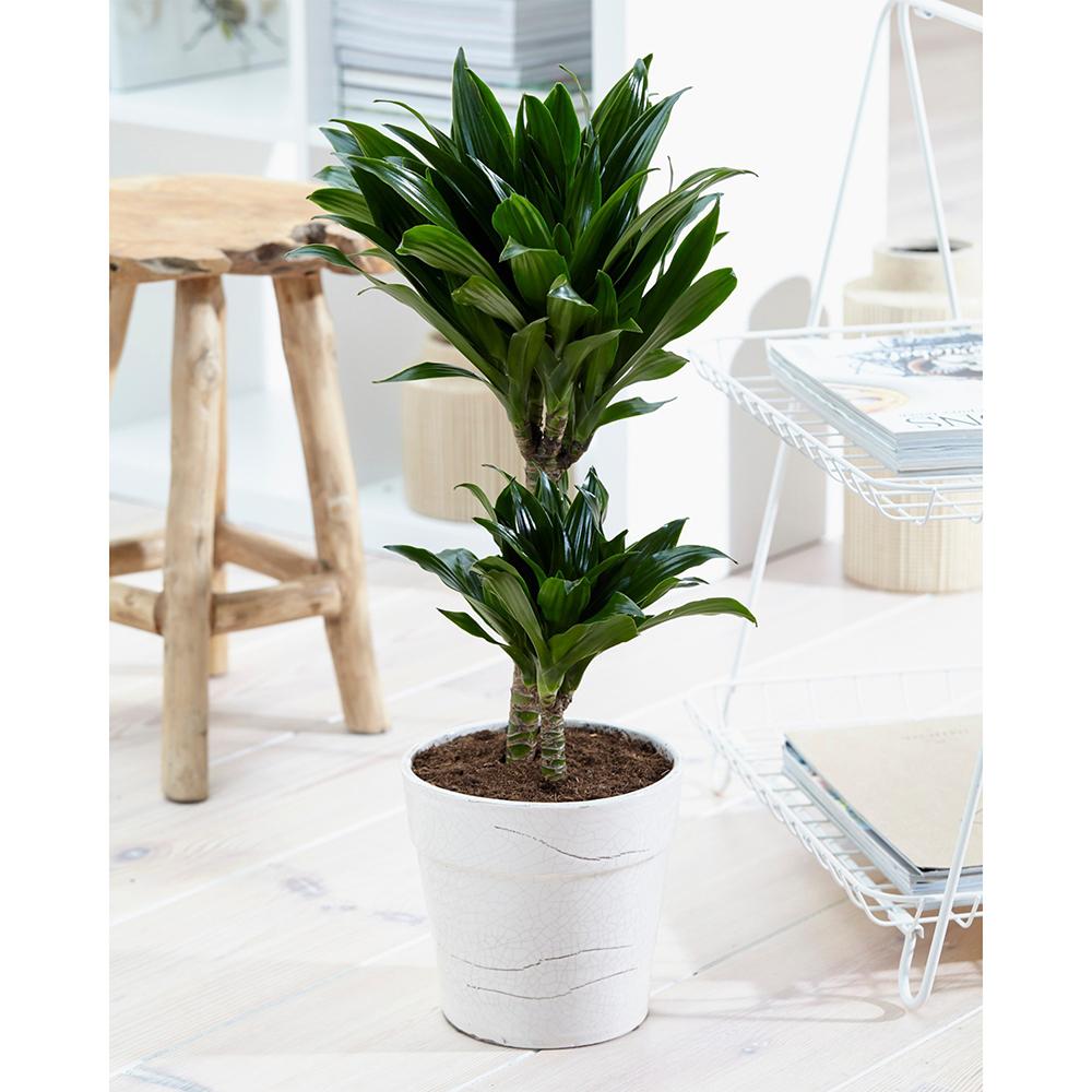 Trunchiul Fericirii (Dracena) Compacta - 160 cm