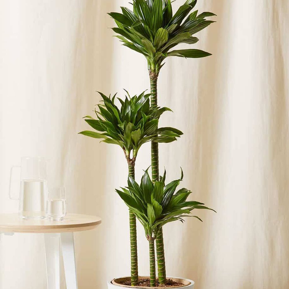 Trunchiul Fericirii (Dracena) Compacta - 160 cm