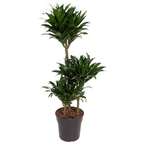 Trunchiul Fericirii (Dracena) Compacta - 160 cm