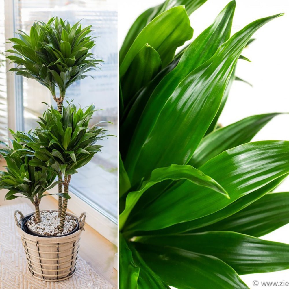 Trunchiul Fericirii (Dracena) Compacta - 160 cm