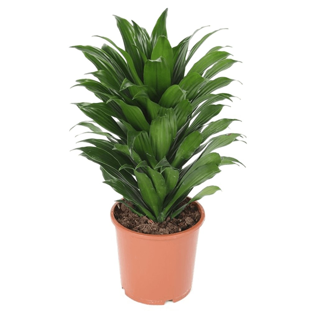 Trunchiul Fericirii (Dracena) Compacta - 60 cm