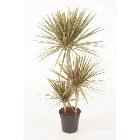 Trunchiul Fericirii (Dracena) Bicolor, Tulpini Multiple - 120 cm
