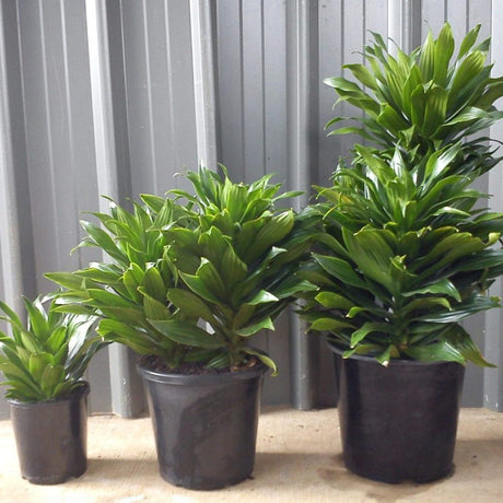 Trunchiul Fericirii (Dracena) Fragrans Golden Coast - 110 cm