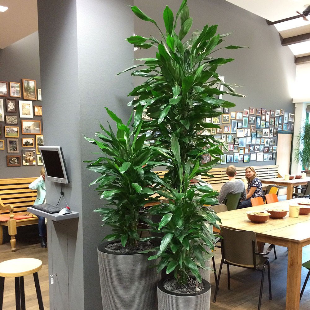Trunchiul Fericirii (Dracena) Fragrans Golden Coast - 110 cm