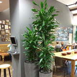 Trunchiul Fericirii (Dracena) Fragrans Golden Coast - 110 cm