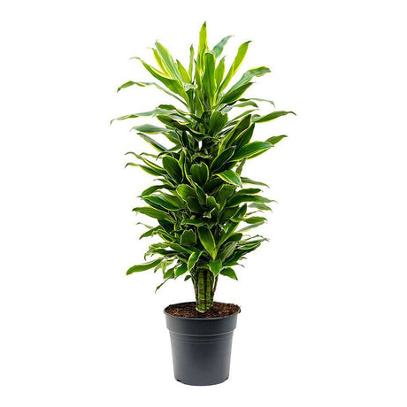Trunchiul Fericirii (Dracena) Fragrans Golden Coast - 110 cm