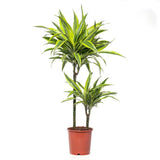 Trunchiul Fericirii (Dracena) Fragrans Golden Coast - 90 cm