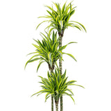 Trunchiul Fericirii (Dracena) Lemon Lime, Tulpini Multiple - 110 cm