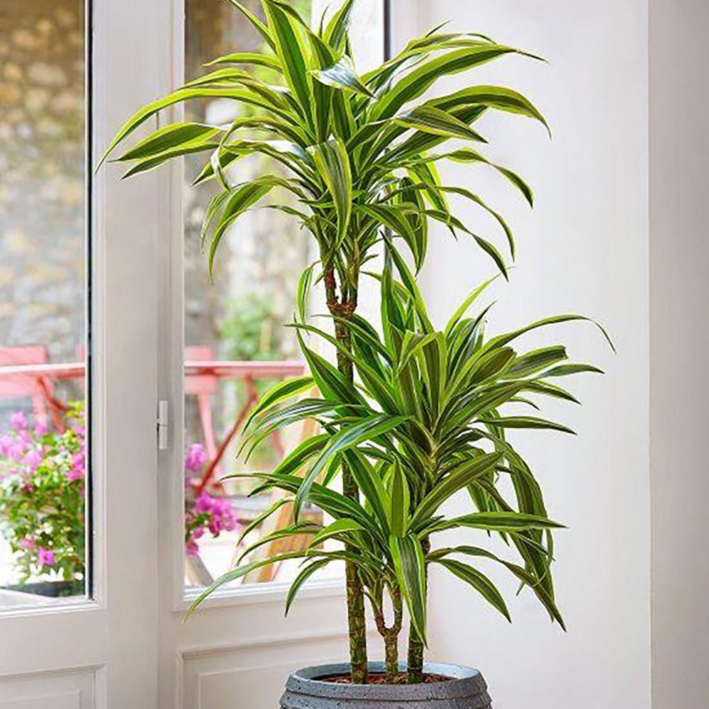 Trunchiul Fericirii (Dracena) Lemon Lime, 150 cm, 4 Tulpini, planta de apartament decorativa cu frunze verzi galbene
