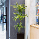 Trunchiul Fericirii (Dracena) Lemon Lime, 150 cm, 4 Tulpini, planta de apartament decorativa cu frunze verzi galbene