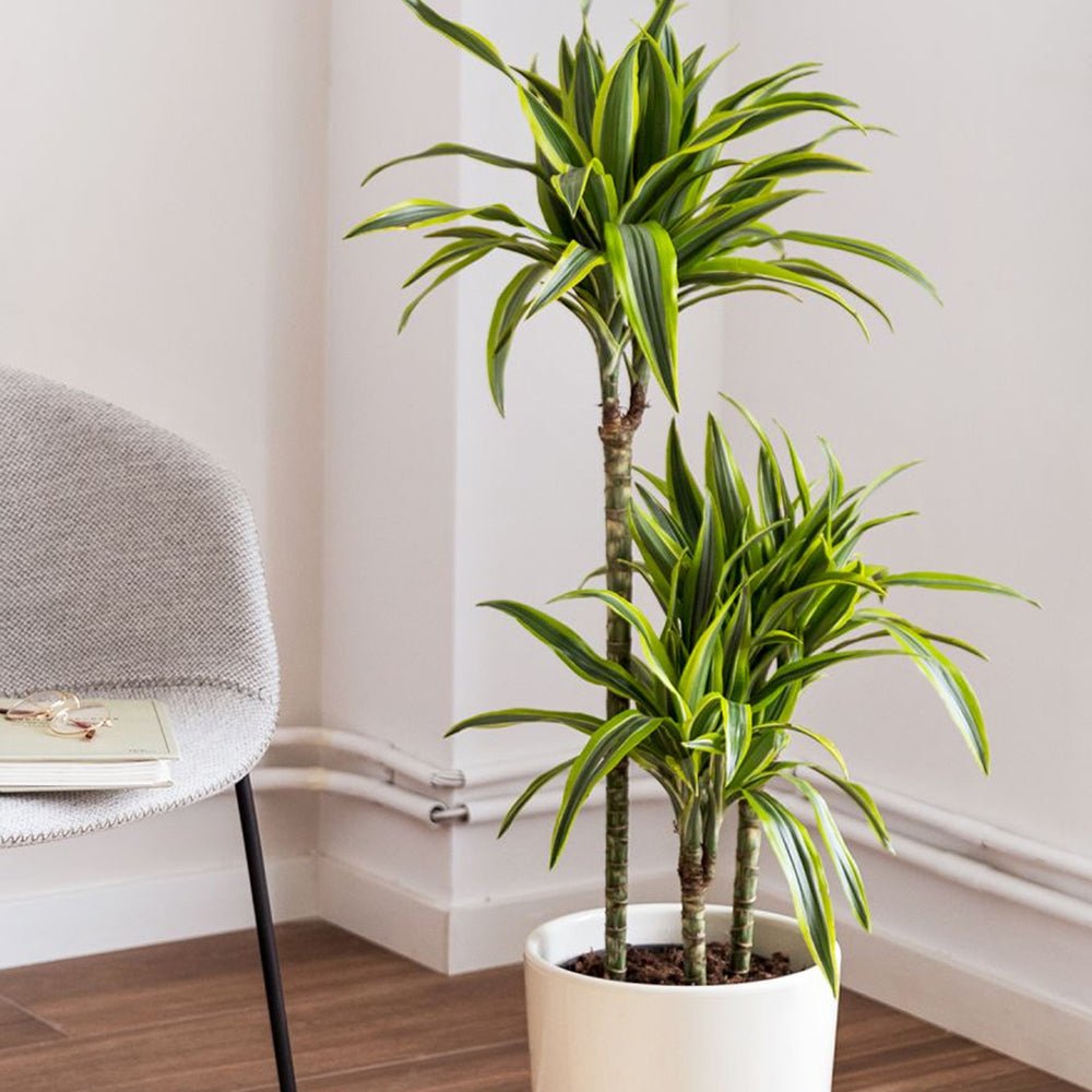 Trunchiul Fericirii (Dracena) Lemon Lime, 150 cm, 4 Tulpini, planta de apartament decorativa cu frunze verzi galbene