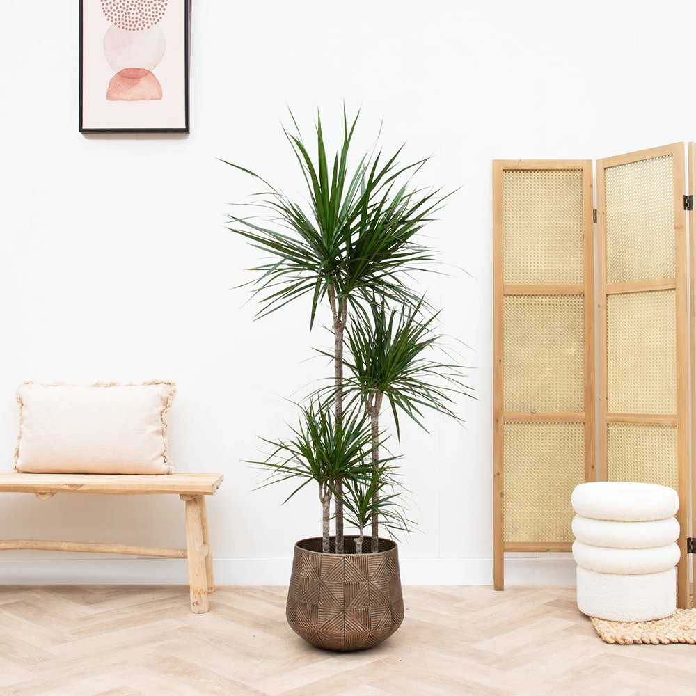 Trunchiul Fericirii (Dracena) Marginata - 160 cm