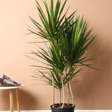 Trunchiul Fericirii (Dracena) Marginata - 160 cm