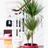 Trunchiul Fericirii (Dracena) Marginata, 4 Tulpini - 150 cm