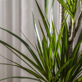 Trunchiul Fericirii (Dracena) Marginata, 4 Tulpini - 150 cm