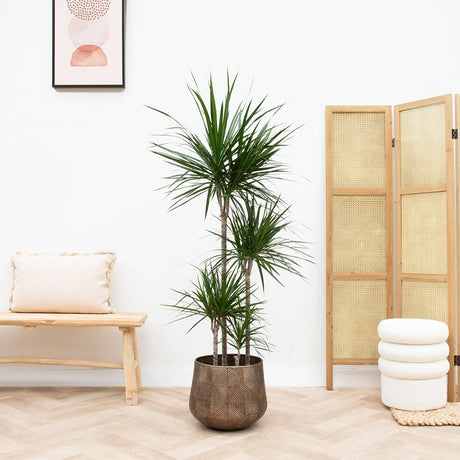Trunchiul Fericirii (Dracena) Marginata, 3 Tulpini - 130 cm