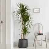 Trunchiul Fericirii (Dracena) Marginata, 3 Tulpini - 130 cm