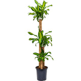Trunchiul Fericirii (Dracena) Massangeana, Tulpini Multiple - 160 cm