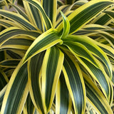Trunchiul Fericirii (Dracena) Song Of India - 80 cm