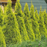 Tuia Occidentalis auriu Golden Smarald