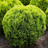 Tuia occidentalis globular verde-auriu Mirjam