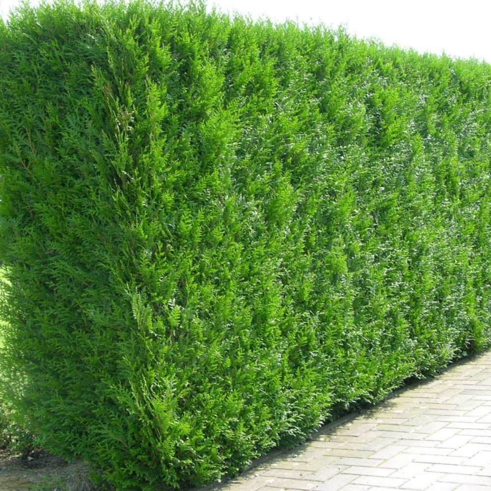 Tuia Occidentalis Brabant, gard viu vesnic verde
