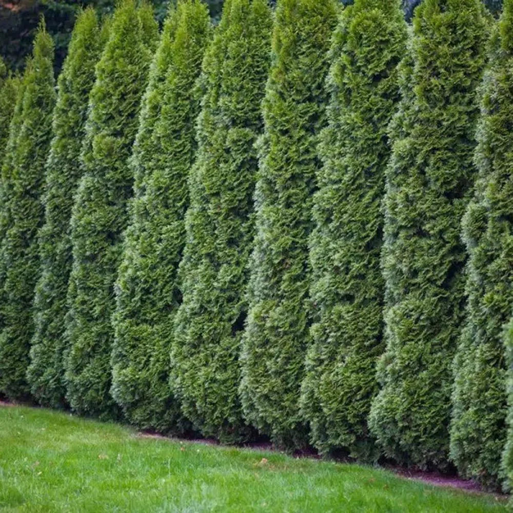 Tuia Occidentalis Smarald, gard viu vesnic verde