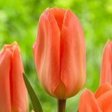 Bulbi Lalele Apricot Emperor, cu flori portocalii-aprins, set de 7 bulbi