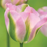 Bulbi Lalele Groenland, cu flori roz-verzui, set de 7 bulbi