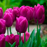 Bulbi Lalele Purple Prince, cu flori purpurii, set de 10 bulbi