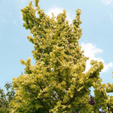 Ulm Olandez auriu (Ulmus Hollandica Wredei)