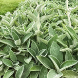 Urechea Iepurelui Silver Carpet