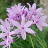 Usturoiul Dulce (Tulbaghia Violacea), cu flori mov, acoperitor
