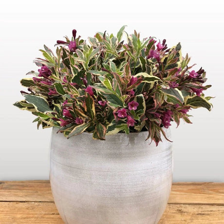 Weigela alb-verde All Summer Monet, cu flori roz pal