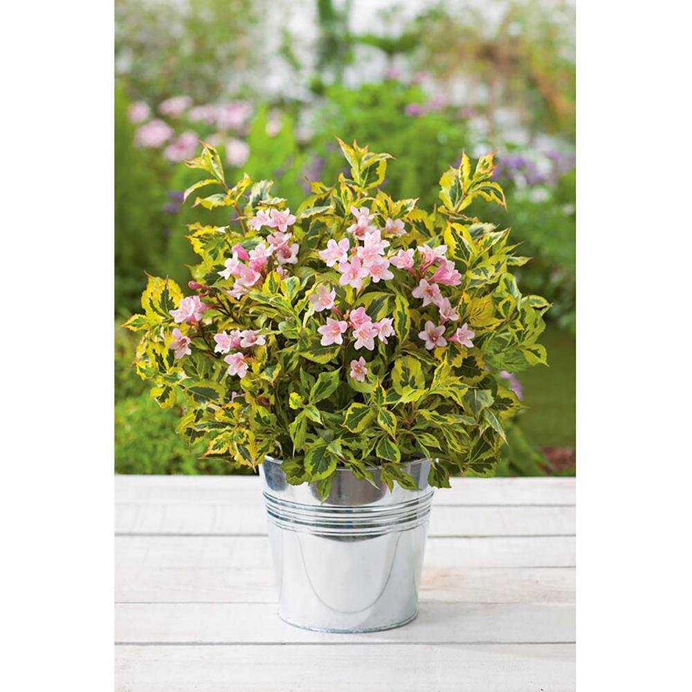 Weigela multicolor Magical Rainbow, cu frunze roz