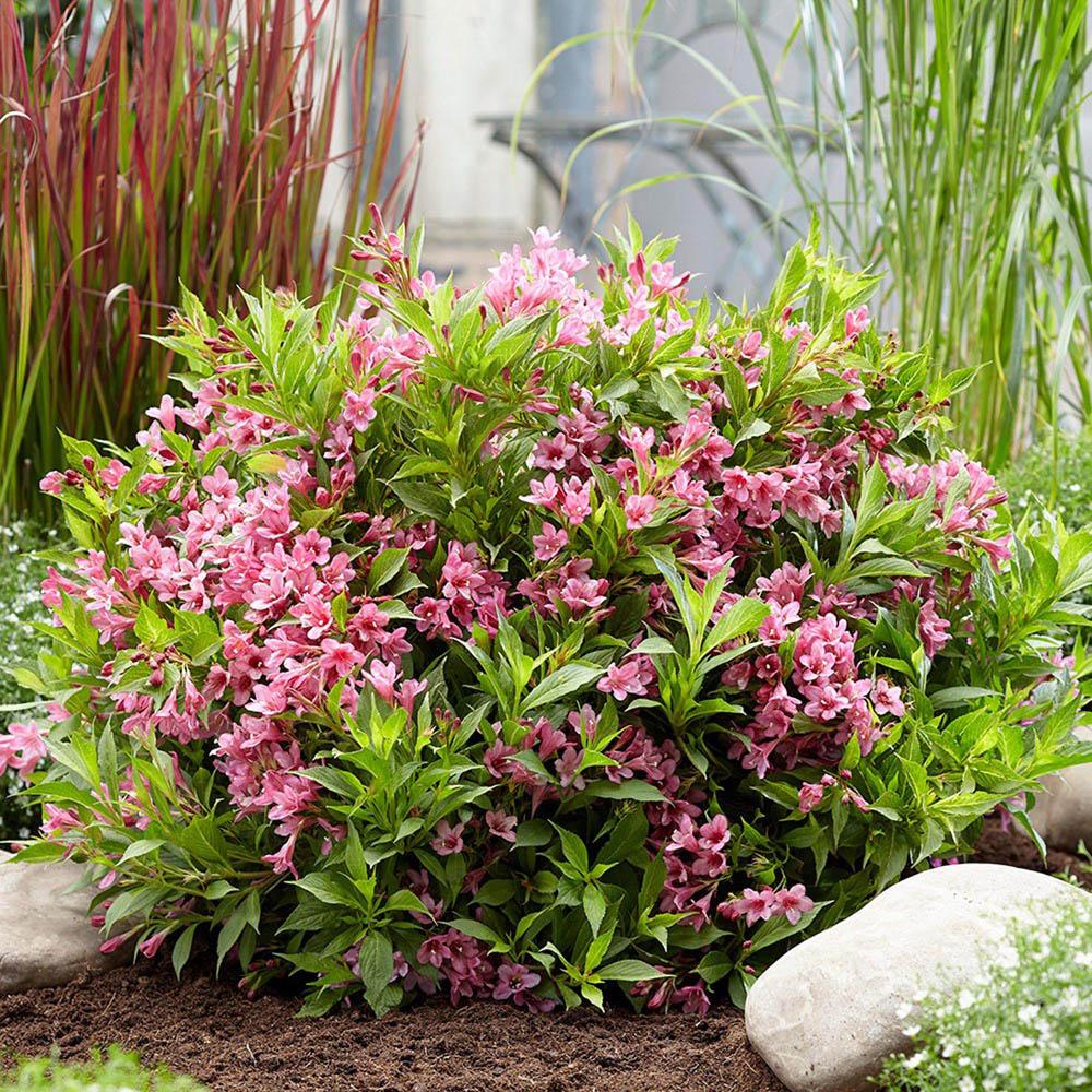 Weigela Picobella Rosa, cu flori roz