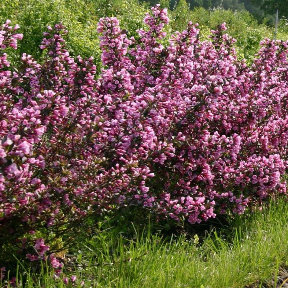 Weigela purpuriu Purpurea, cu flori roz pal