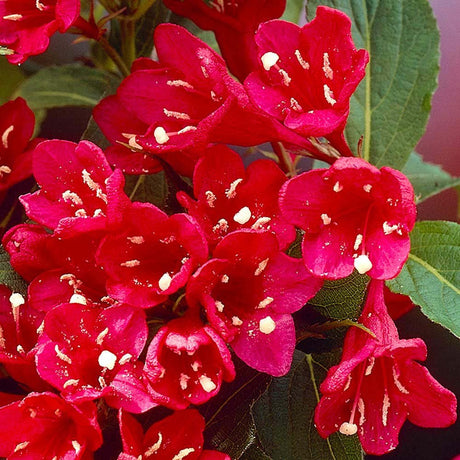 Weigela Red Prince, cu flori rosii